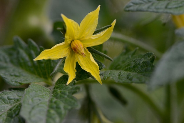 Primo piano del fiore giallo