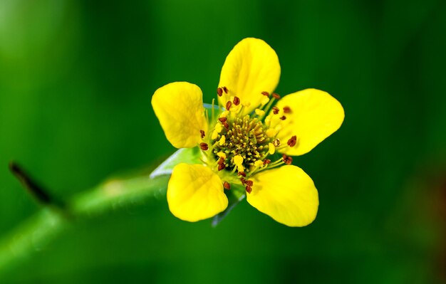 Primo piano del fiore giallo
