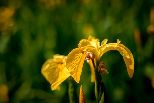 Primo piano del fiore giallo