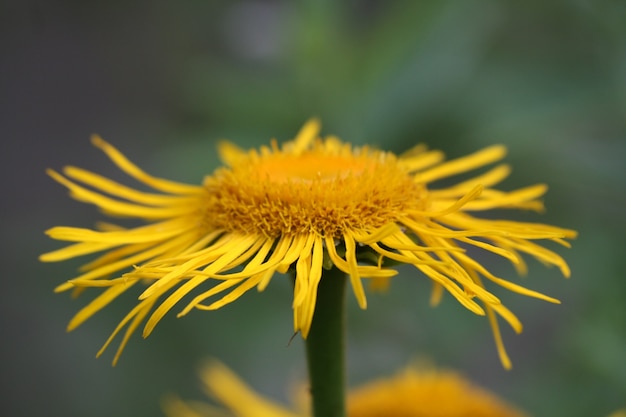 Primo piano del fiore giallo