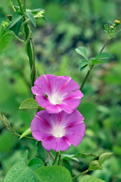 Primo piano del fiore rosa del campo