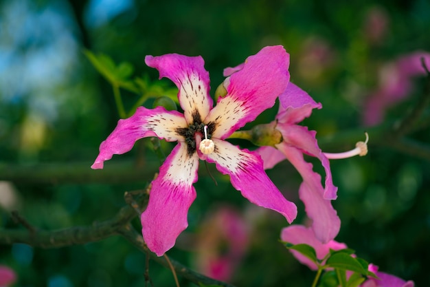 Primo piano del fiore rosa dell'albero di ceiba speciosa con sfondo sfocato