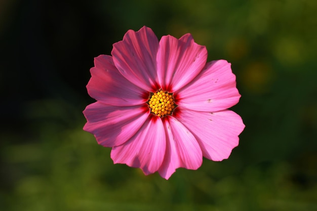 Primo piano del fiore rosa zinnia L'immagine ha una profondità di campo ridotta