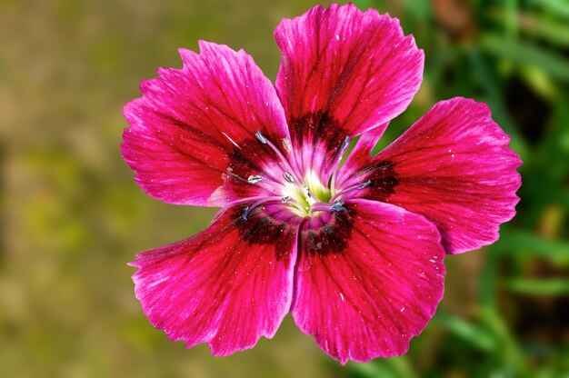 Primo piano del fiore rosa