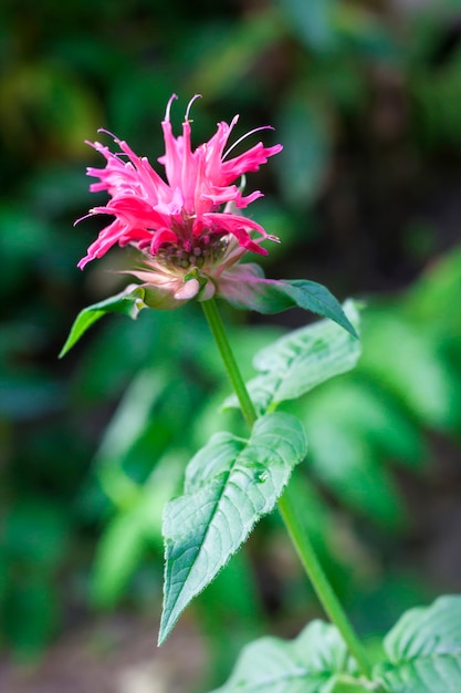 Primo piano del fiore rosso di Monarda