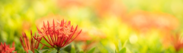 Primo piano del fiore rosso Rubiaceae su sfondo sfocato gereen