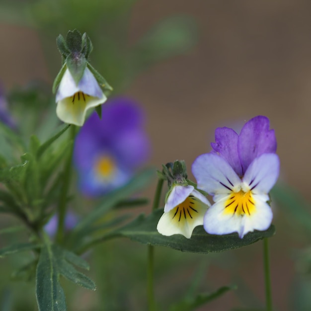 Primo piano del fiore tricolore viola (Viola tricolore). Regione di Leningrado, Russia.