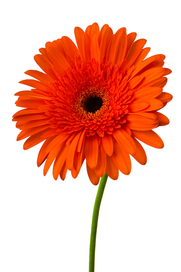 Primo piano del fiore variopinto della gerbera