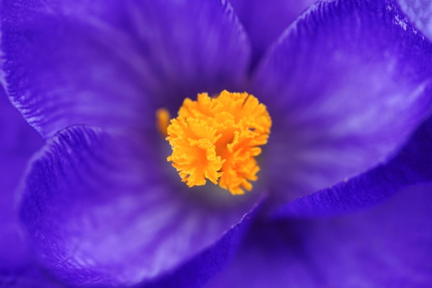 Primo piano del fiore viola del croco con un pistillo arancione all'interno