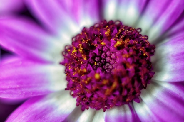 Primo piano del fiore viola