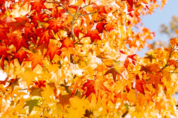 Primo piano del fogliame di acero di autunno sui rami di albero tree