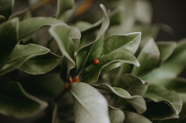 Primo piano del fogliame verde con una coccinella