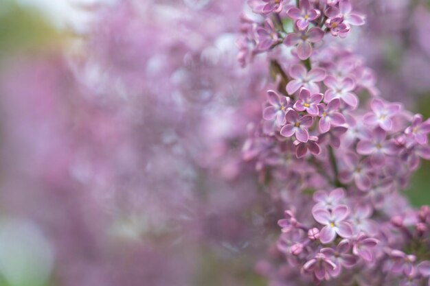 Primo piano del fondo dei fiori lilla viola in fiore