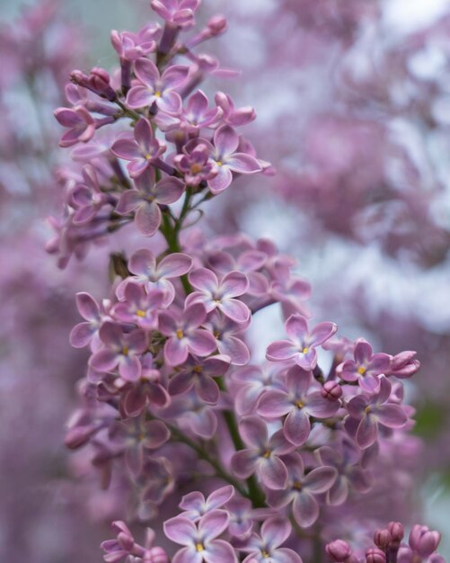 Primo piano del fondo dei fiori lilla viola in fiore