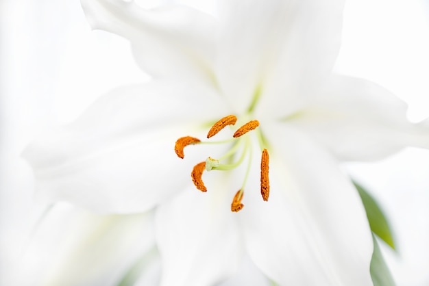 Primo piano del fondo del fiore dello stame del giglio bianco?
