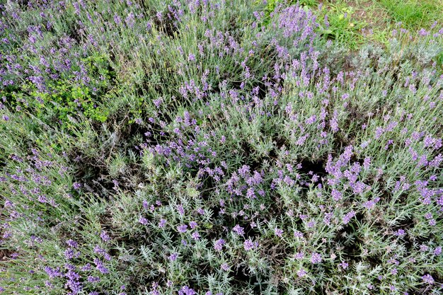 Primo piano del fondo dell'essenza ordinaria della lavanda