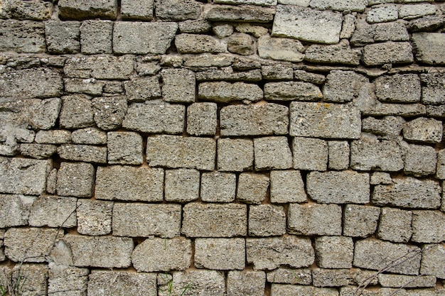 Primo piano del fondo della pietra della parete della roccia della conchiglia