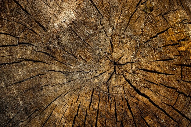 primo piano del fondo di struttura della parete di legno vecchio