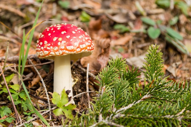 Primo piano del fungo Amanita muscaria