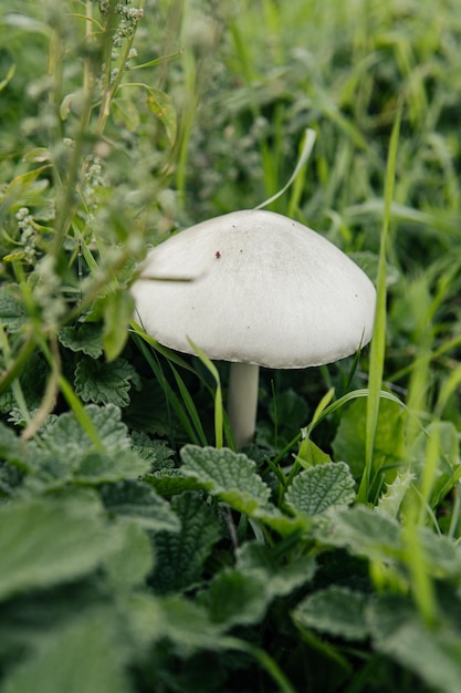 primo piano del fungo di campo naturale nel suo habitat naturale