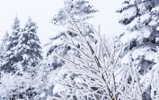 Primo piano del fuoco della sfuocatura dei rami innevati nella foresta di inverno. Splendido scenario invernale.