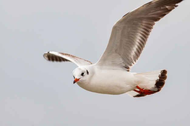 Primo piano del gabbiano Chroicocephalus ridibundus in volo durante la stagione invernale