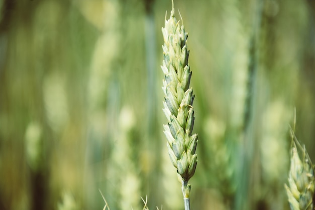 Primo piano del gambo del grano, primo piano del raccolto