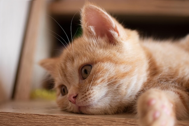 Primo piano del gattino sul tavolo