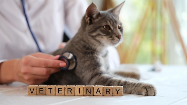 Primo piano del gatto a strisce grigio d'esame del veterinario della donna con la parola veterinaria dello stetoscopio