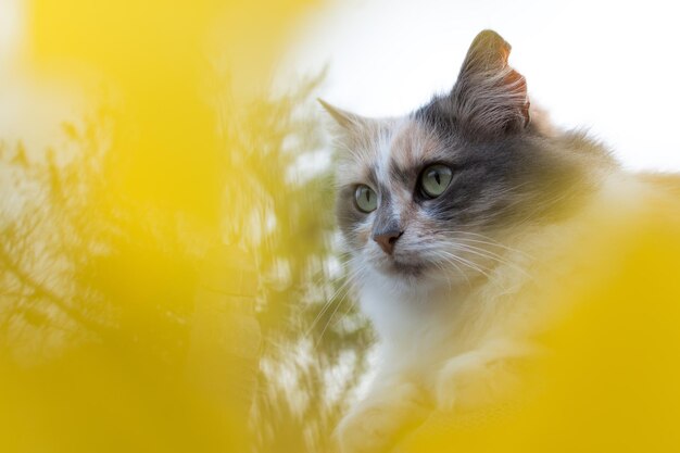 Primo piano del gatto bianco grigio