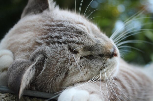 Primo piano del gatto che dorme