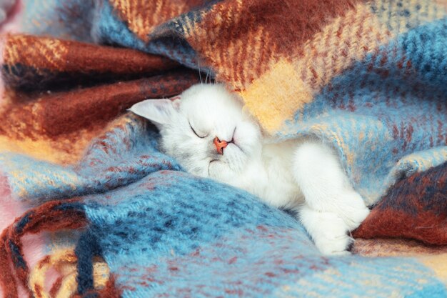 Primo piano del gatto cincillà britannico sveglio del fronte. Il gattino dorme avvolto in una calda coperta colorata. Freddo inverno.