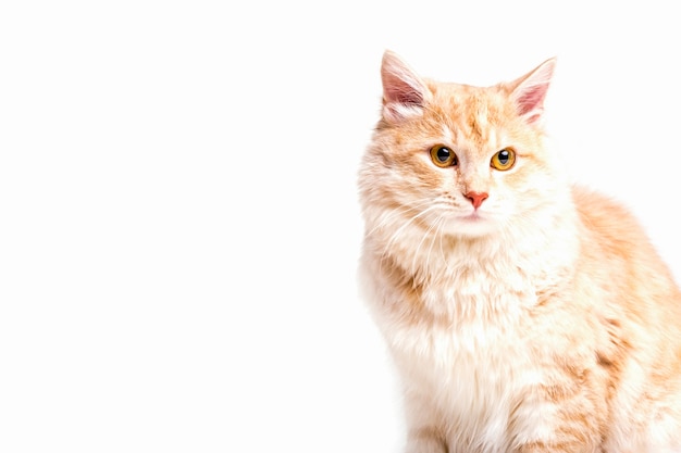 Primo piano del gatto di soriano che distoglie lo sguardo sopra fondo bianco