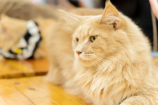 Primo piano del gatto Maine Coon arancione su sfondo sfocato