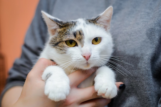 Primo piano del gatto nelle mani della padrona di casa