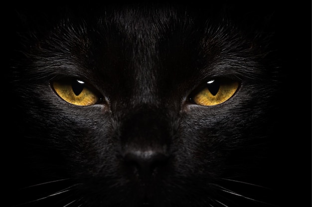 Primo piano del gatto nero di Halloween