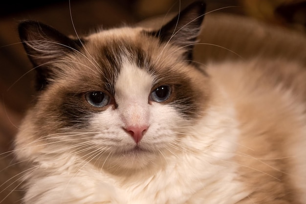 primo piano del gatto ragdoll