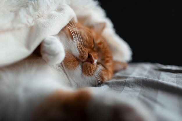 Primo piano del gatto redwhite che dorme sotto una coperta calda