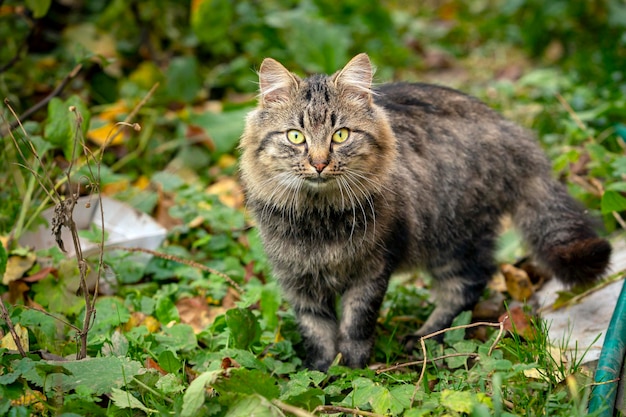 Primo piano del gatto soriano del villaggio seduto su un orto...