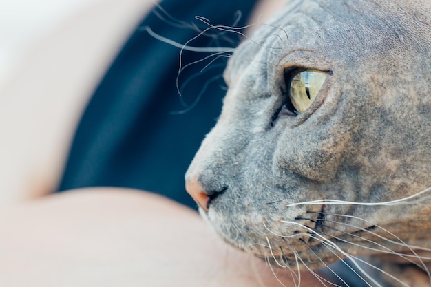 Primo piano del gatto Sphinx che distoglie lo sguardo, profilo, foto macro