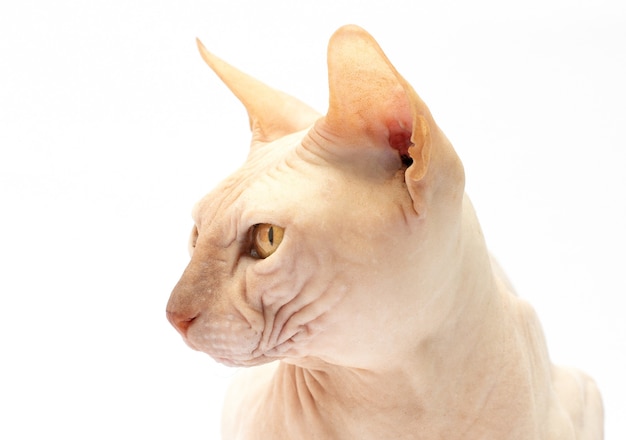 Primo piano del gatto Sphynx, 6 mesi di età, davanti a uno sfondo bianco white