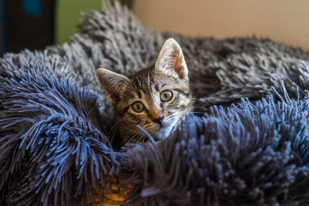 primo piano del gatto