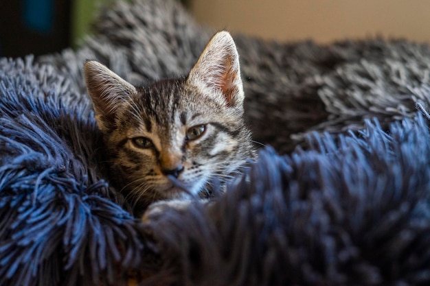 primo piano del gatto