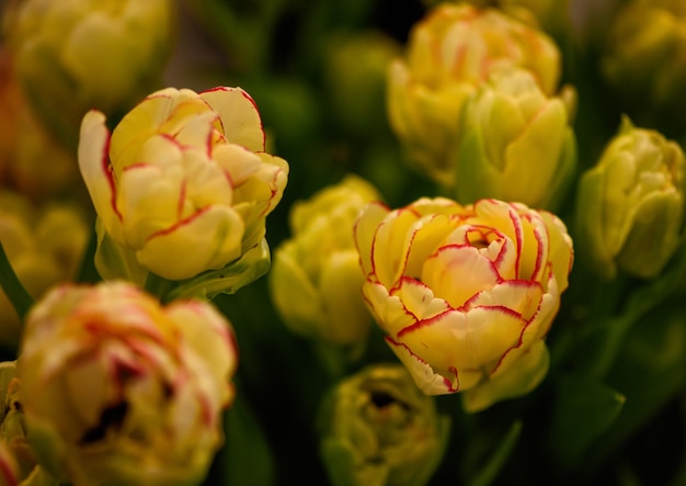 Primo piano del germoglio del tulipano aperto Messa a fuoco morbida