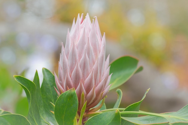 Primo piano del germoglio di King protea Il germoglio di Protea cynaroides sta fiorendo nel giardino delle Hawaii