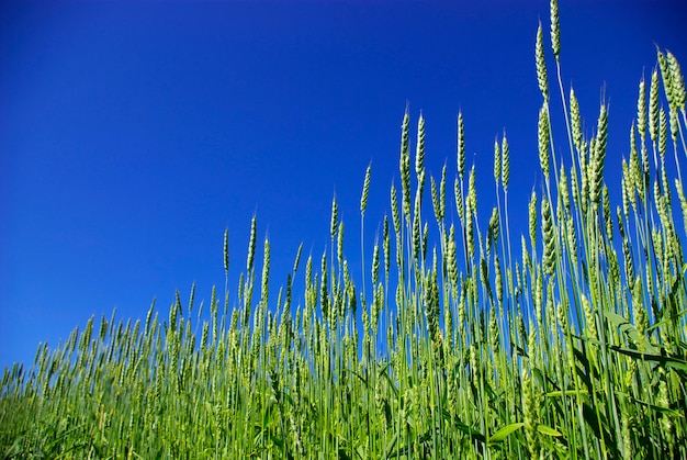 Primo piano del giacimento di grano, sopra il cielo