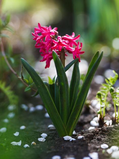 Primo piano del giacinto di fiori viola nel giardino di primavera.