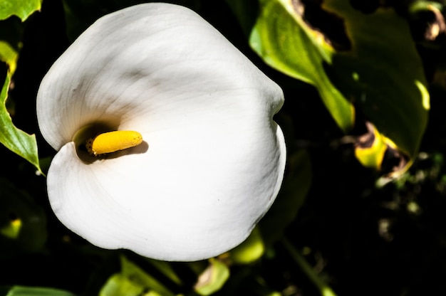 Primo piano del giglio di calla bianco