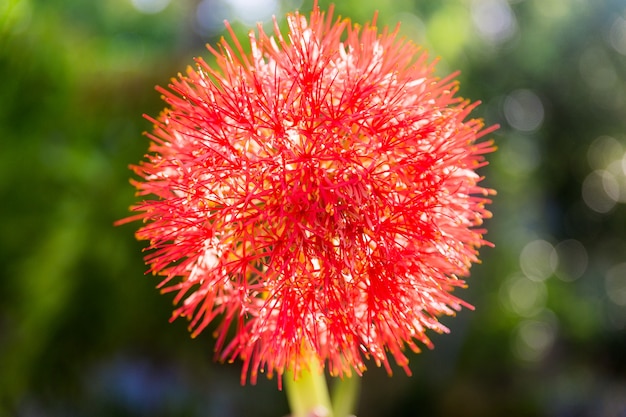 Primo piano del giglio rosso sangue della palla di fuoco che fiorisce davanti al sole haemanthus multiflorus