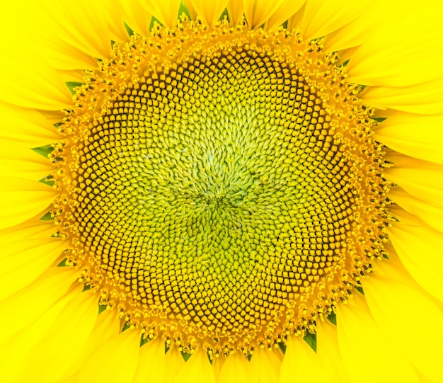 Primo piano del girasole luminoso giallo